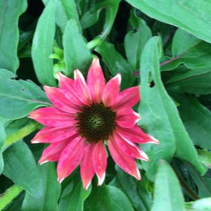 Echinacea Sombrero Hot Coral