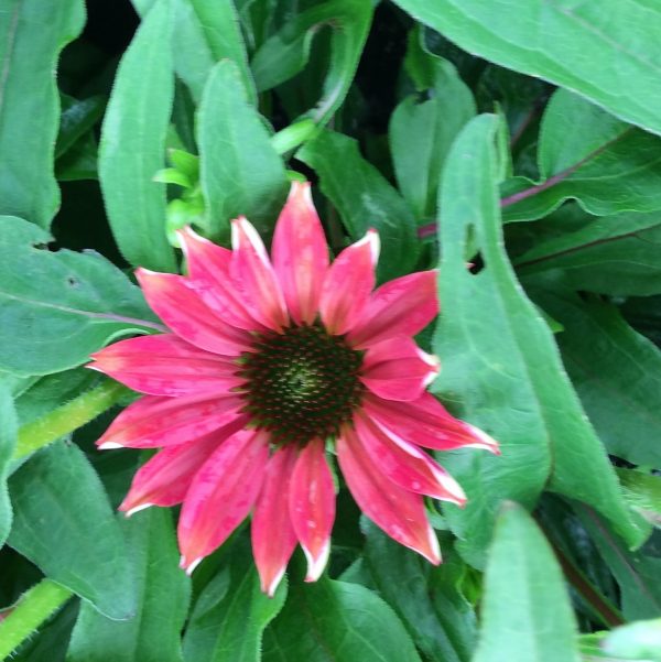 Echinacea Sombrero Hot Coral