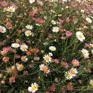 Erigeron Karvinskianus