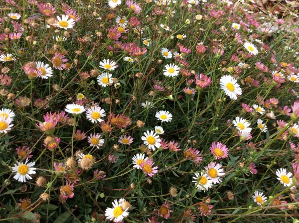 Erigeron Karvinskianus