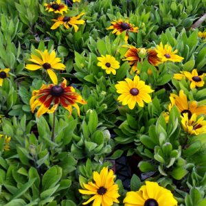 Gaillardia Mesa Yellow