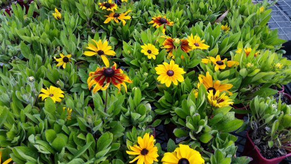 Gaillardia Mesa Yellow