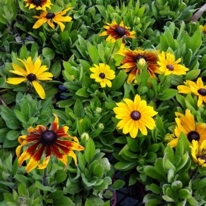 Perennials and Cottage