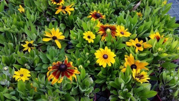 Gaillardia Goblin