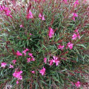 Gaura Dwarf Dark Pink