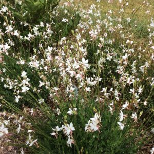 Gaura  White