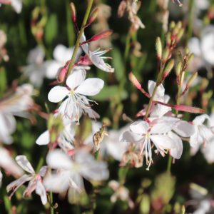 Gaura Lindheimerii