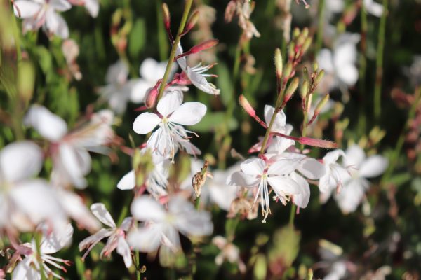 Gaura Lindheimerii