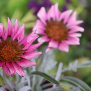 Gazania Dark Pink