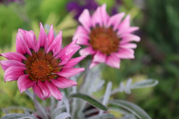 Gazania Dark Pink