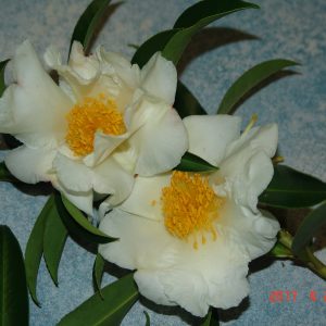 Gordonia Axillaris