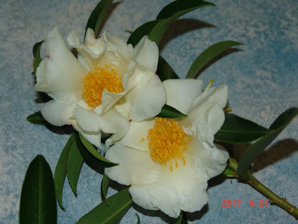 Gordonia Axillaris
