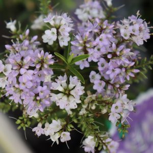 Hebe Lavender Lace