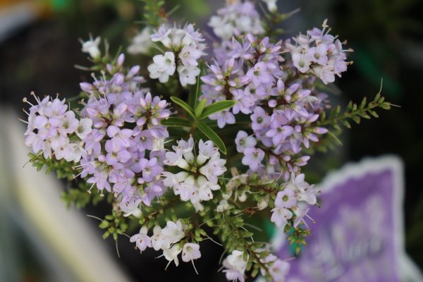 Hebe Lavender Lace
