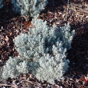 Helichrysum italicium `Korma`