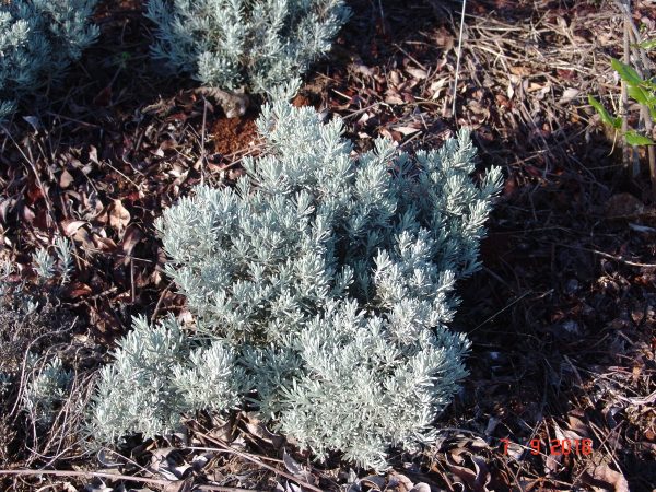 Helichrysum italicium `Korma`