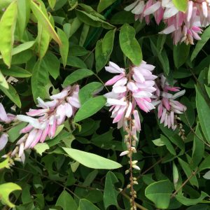 Indegofera Decora