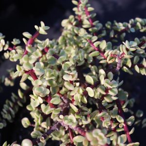 Jade Tricolor