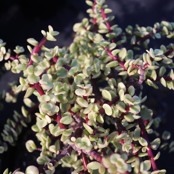 Jade Tricolor