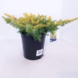 Juniperus All Gold
