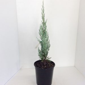 Juniperus Blue Heaven