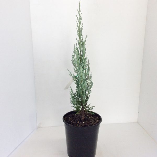 Juniperus Blue Heaven