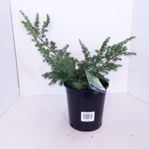 Juniperus Conferta