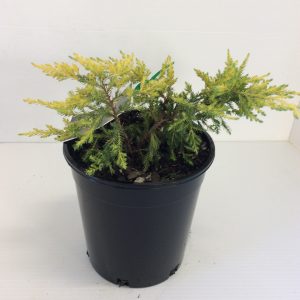 Juniperus Dandelight