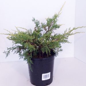 Juniperus Gold Coast