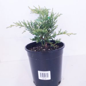 Juniperus Gold Star