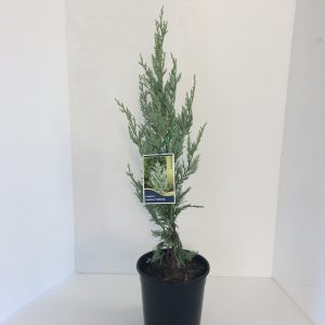 Juniperus Pathfinder
