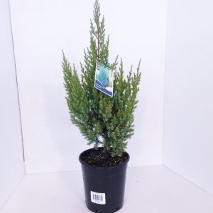 Juniperus Pyramidalis