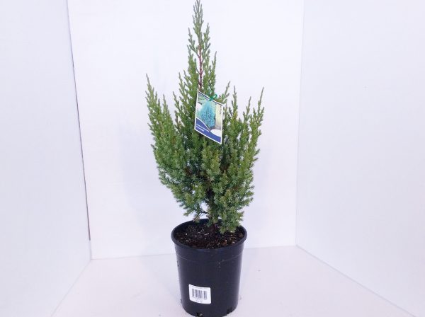 Juniperus Pyramidalis