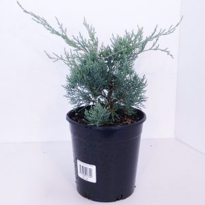 Juniperus Silver Spreader