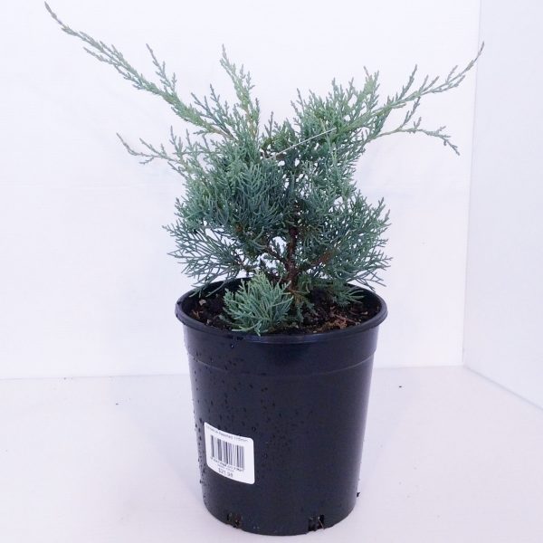 Juniperus Silver Spreader