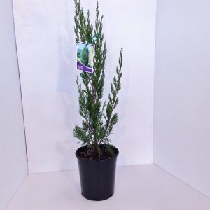 Juniperus Spartan