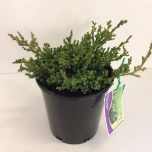Juniperus Taxifolia