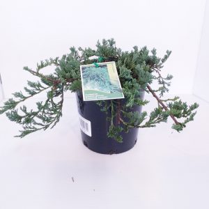 Juniperus Wiltonii Glauca