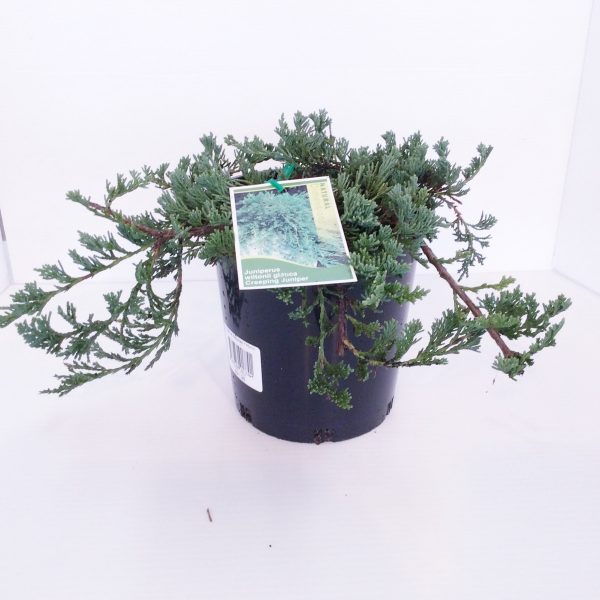 Juniperus Wiltonii Glauca