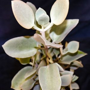 Kalanchoe  'Silver Spoons'
