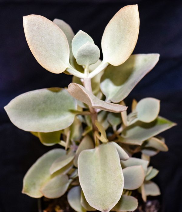 Kalanchoe  'Silver Spoons'