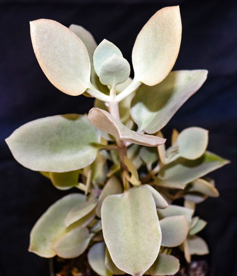 Kalanchoe ‘Silver Spoons’