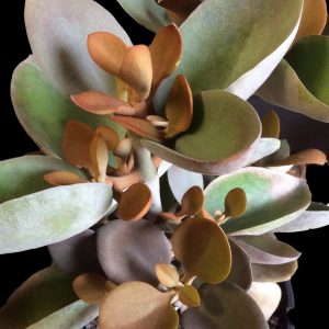Kalanchoe  'Copper Spoons'