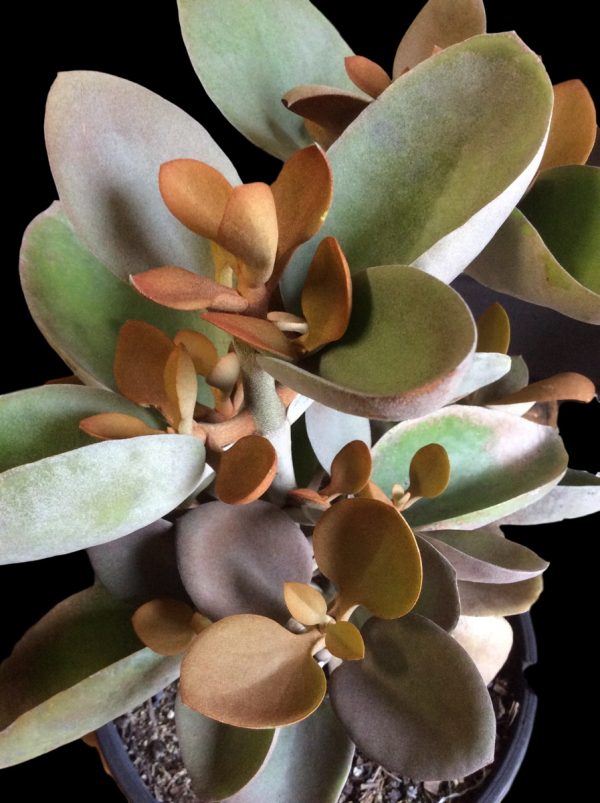 Kalanchoe  'Copper Spoons'