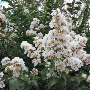 Lagerstroemia Acoma