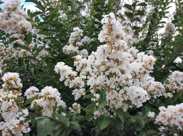 Lagerstroemia Acoma
