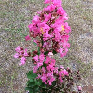 Lagerstroemia Hopi