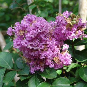 Lagerstroemia