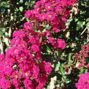 Lagerstroemia Centenary Red