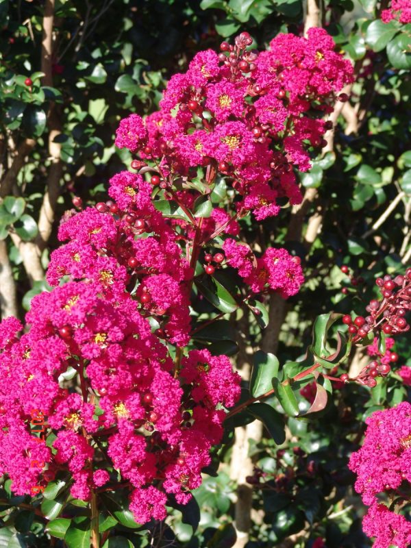 Lagerstroemia Centenary Red